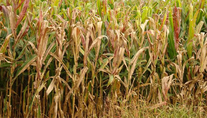  Praga do milho provoca prejuízo de R$ 33,6 bilhões por ano 